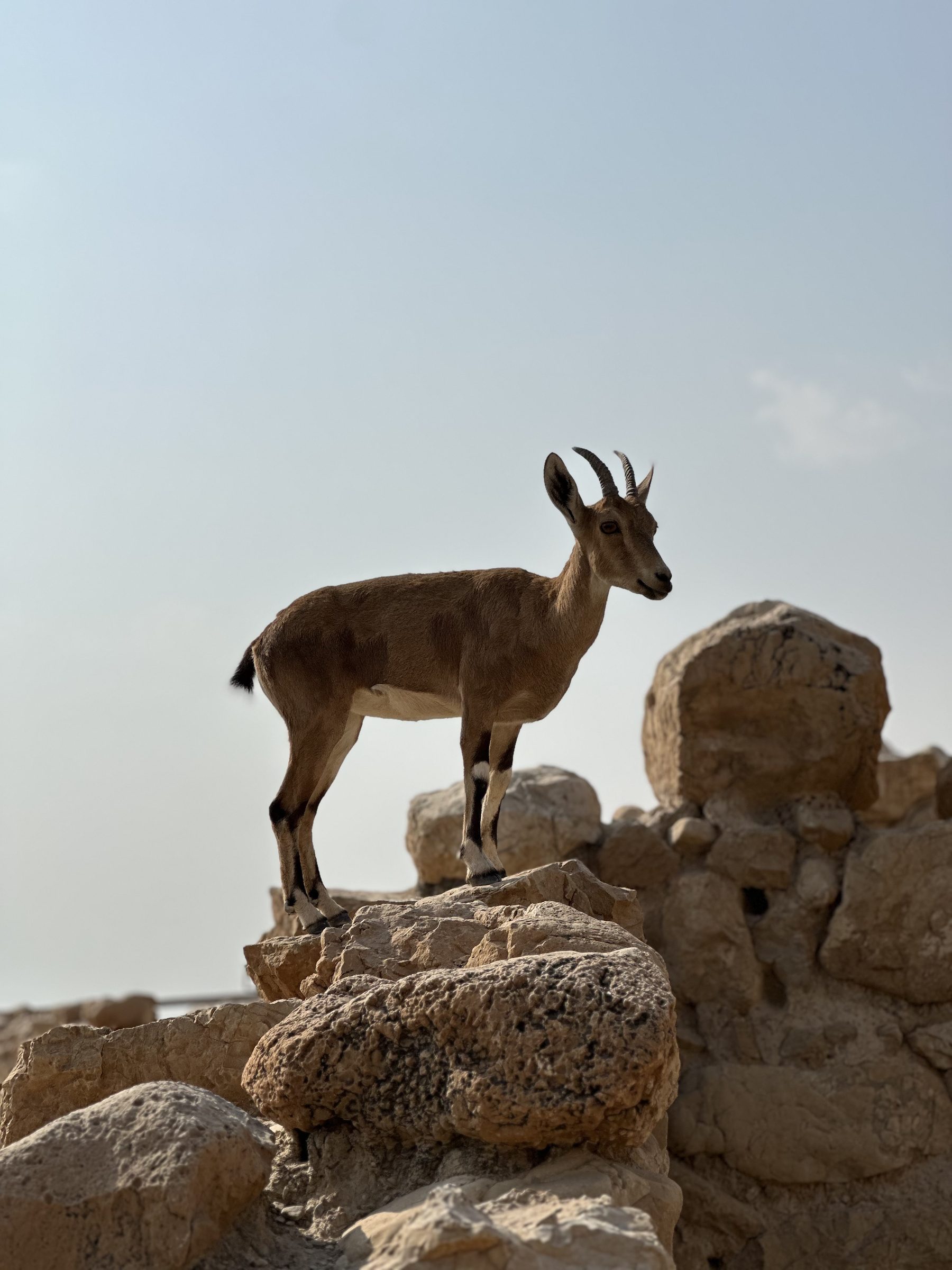 Steinbock in Ein Gedi